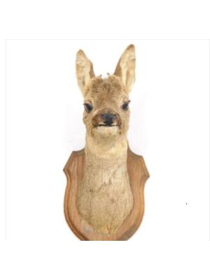 WhatsApp Image 2026-03-11 at 2.56.57 PM (3) Antique Early 20th Century Taxidermy Roe Deer