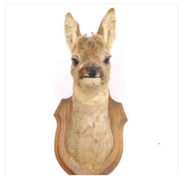 WhatsApp Image 2026-03-11 at 2.56.57 PM (3) Test Product